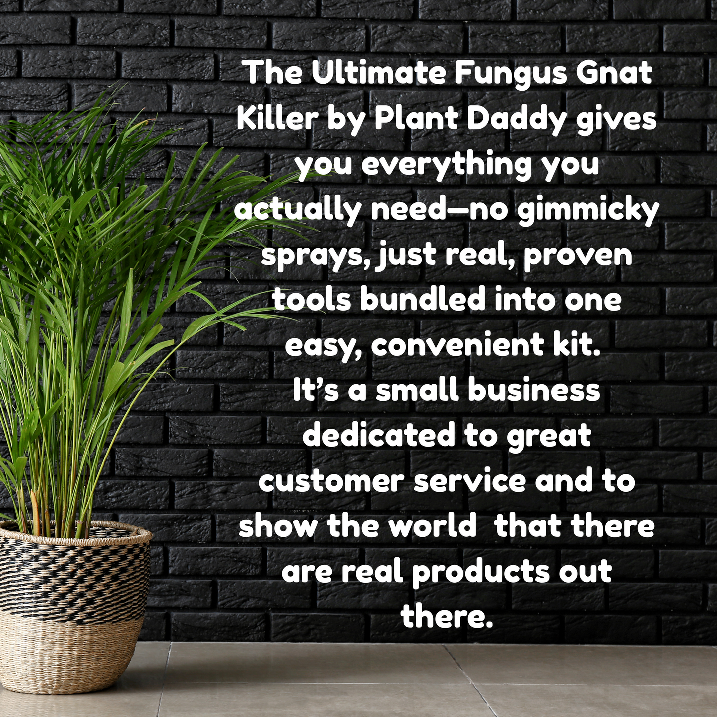 20-Pack Non-Toxic Fungus Gnat Sticky Traps