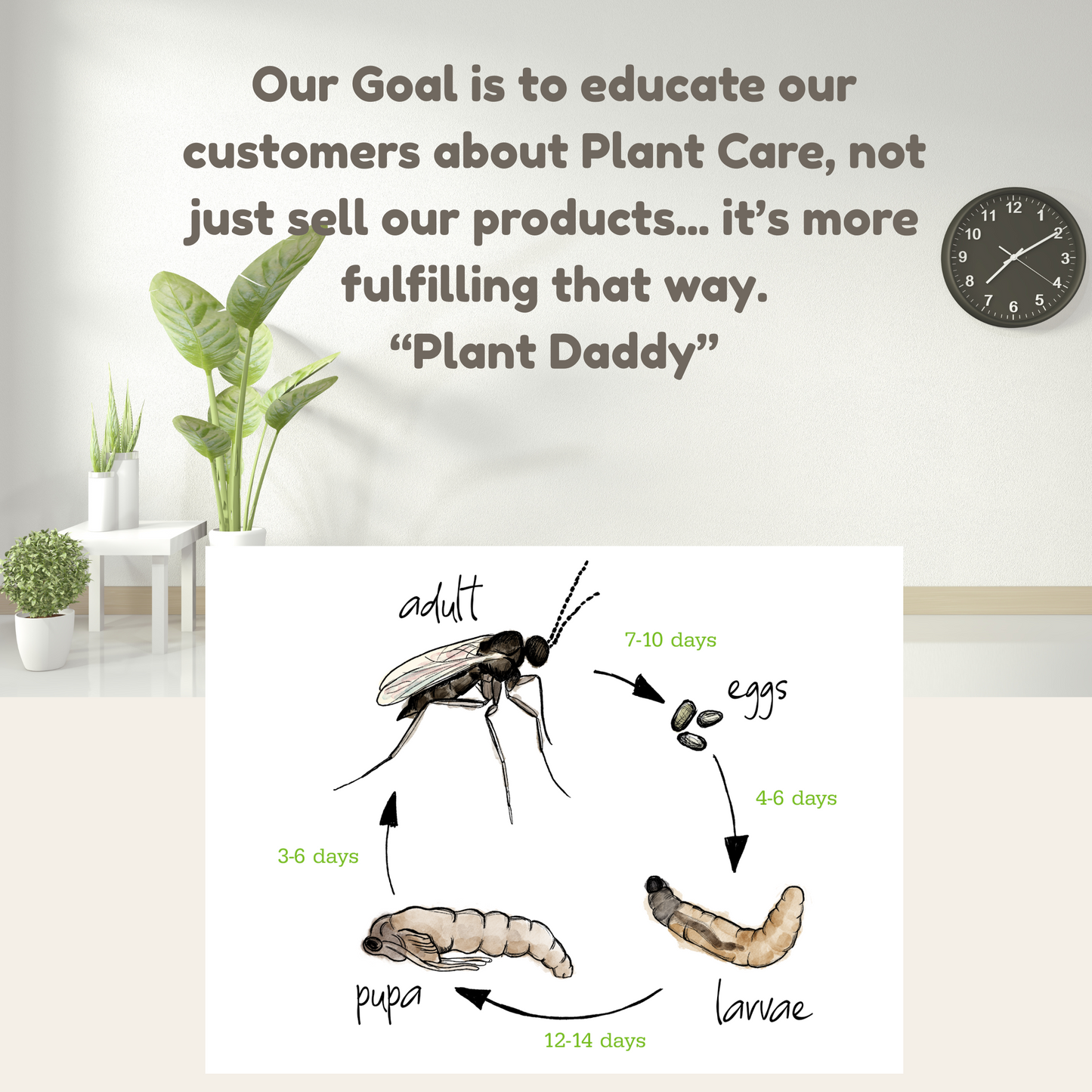 BTI Tea Kit-Big 8oz Bag+5 Teabags