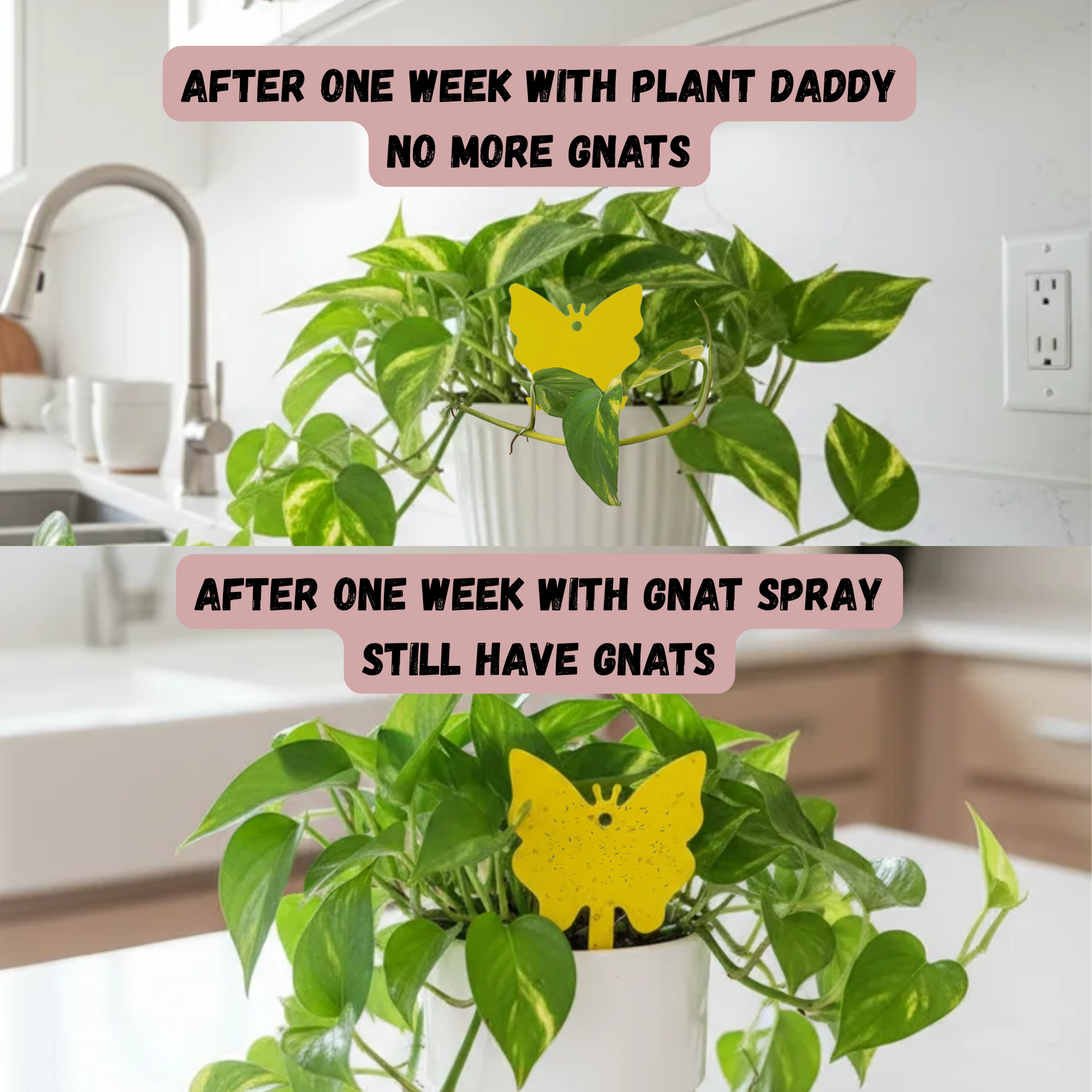 homemade gnat spray for indoor plants Fungus Gnat Kit 20%OFF – Plant Daddy Essentials