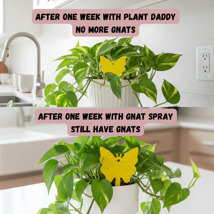 BTI Tea Kit-Large 8oz Bag+5 Teabags