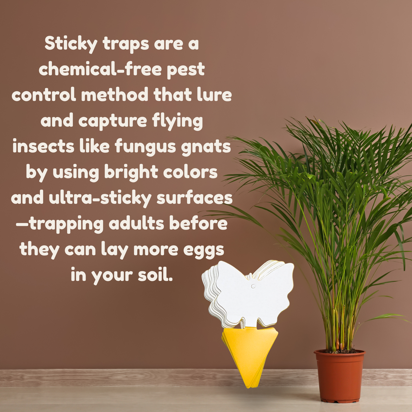 20-Pack Non-Toxic Fungus Gnat Sticky Traps